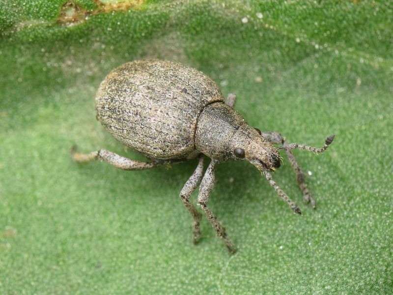 Attactagenus albinus (Boheman, 1833)